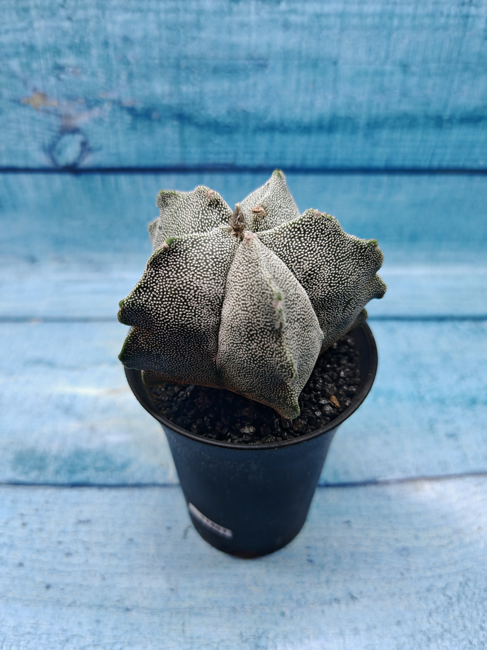 Astrophytum Myriostigma monstrosa (Астрофитум)