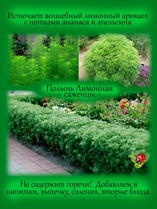 Полынь лимонная лечебная многолетняя