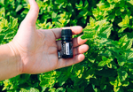 Эфирное масло dōTERRA Мелисса, Melissa, 5 мл