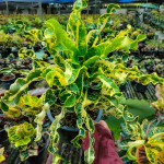 Кротон AIYARET