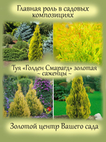 Туя Голден Смарагд Золотая