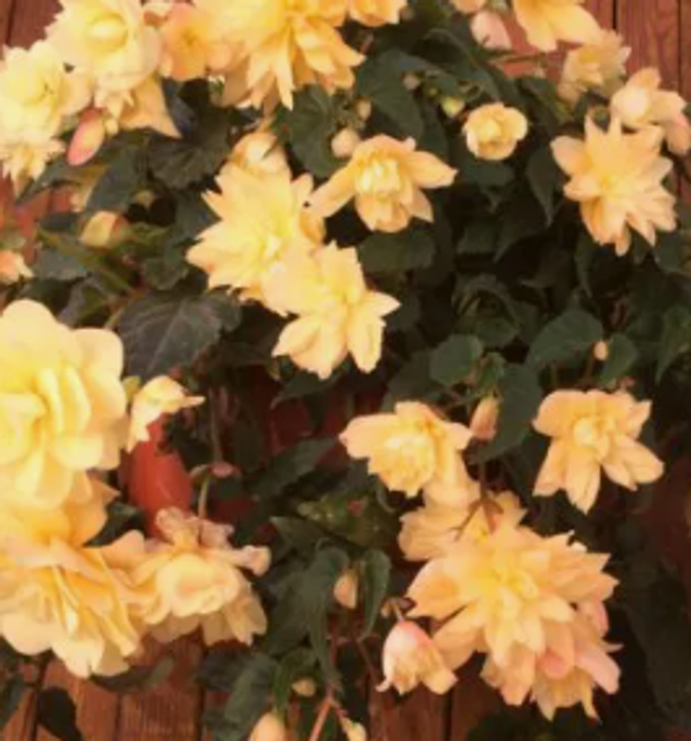 Бегония Begonia Belleconia Mango укорененный черенок ОКС