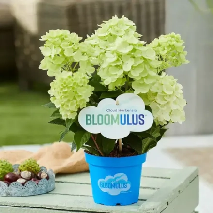 Стратикс Облачная серия (Bloomulus Stratix) р9 (0.5 л) август-сентябрь 2026 г