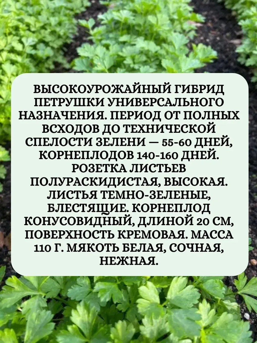 Семена Петрушка Богатырь 10 грамм