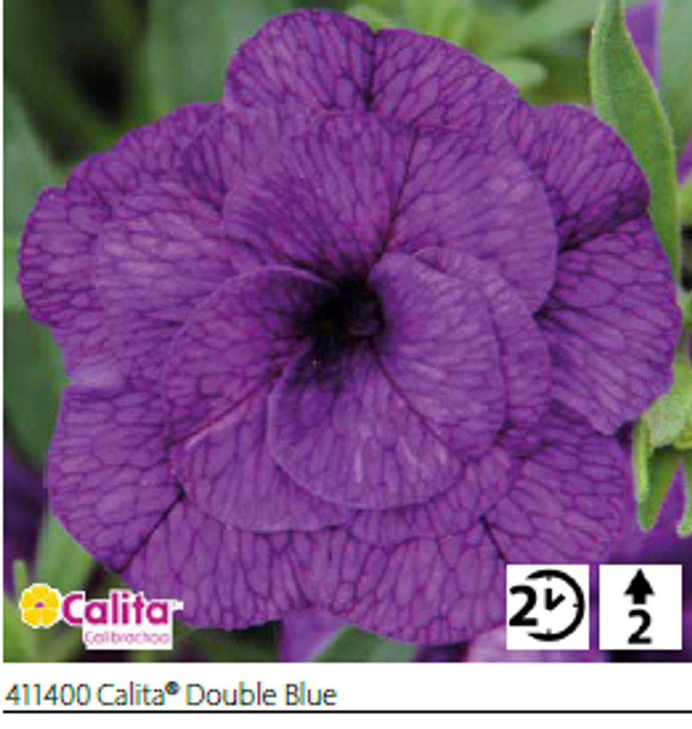 ЕВРО Калибрахоа Calita® Double Blue укорененный черенок ОКС конец ноября