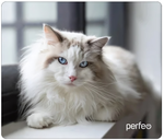 Perfeo Коврик для компьютерной мыши "Cat", Рис.1 (350*300*3 мм), ткань+резиновое основание