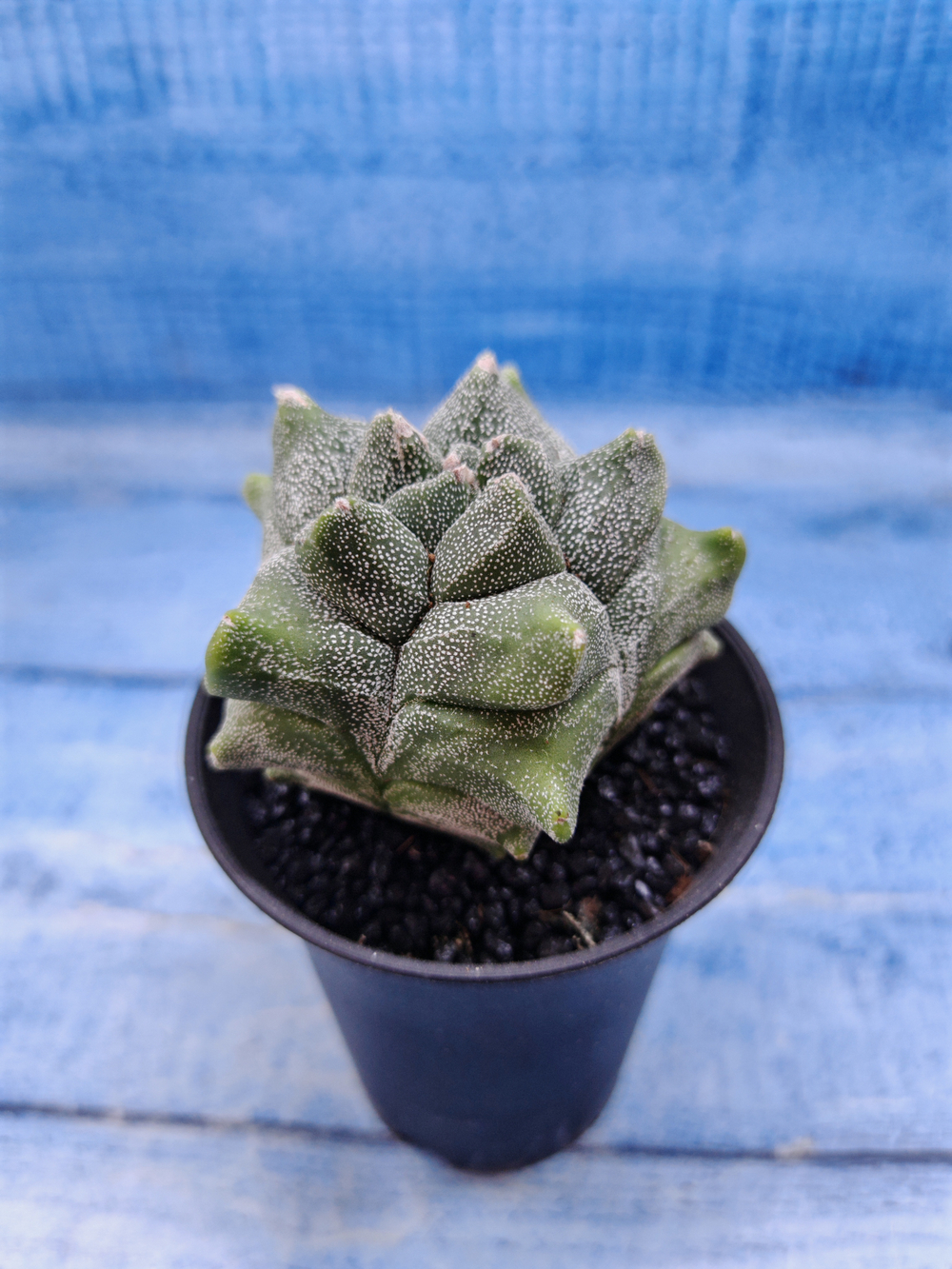 Astrophytum Myriostigma monstrosa (Астрофитум)