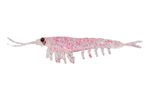 Приманка NIKKO Okiami Shrimp L 58мм #Pink Glitter