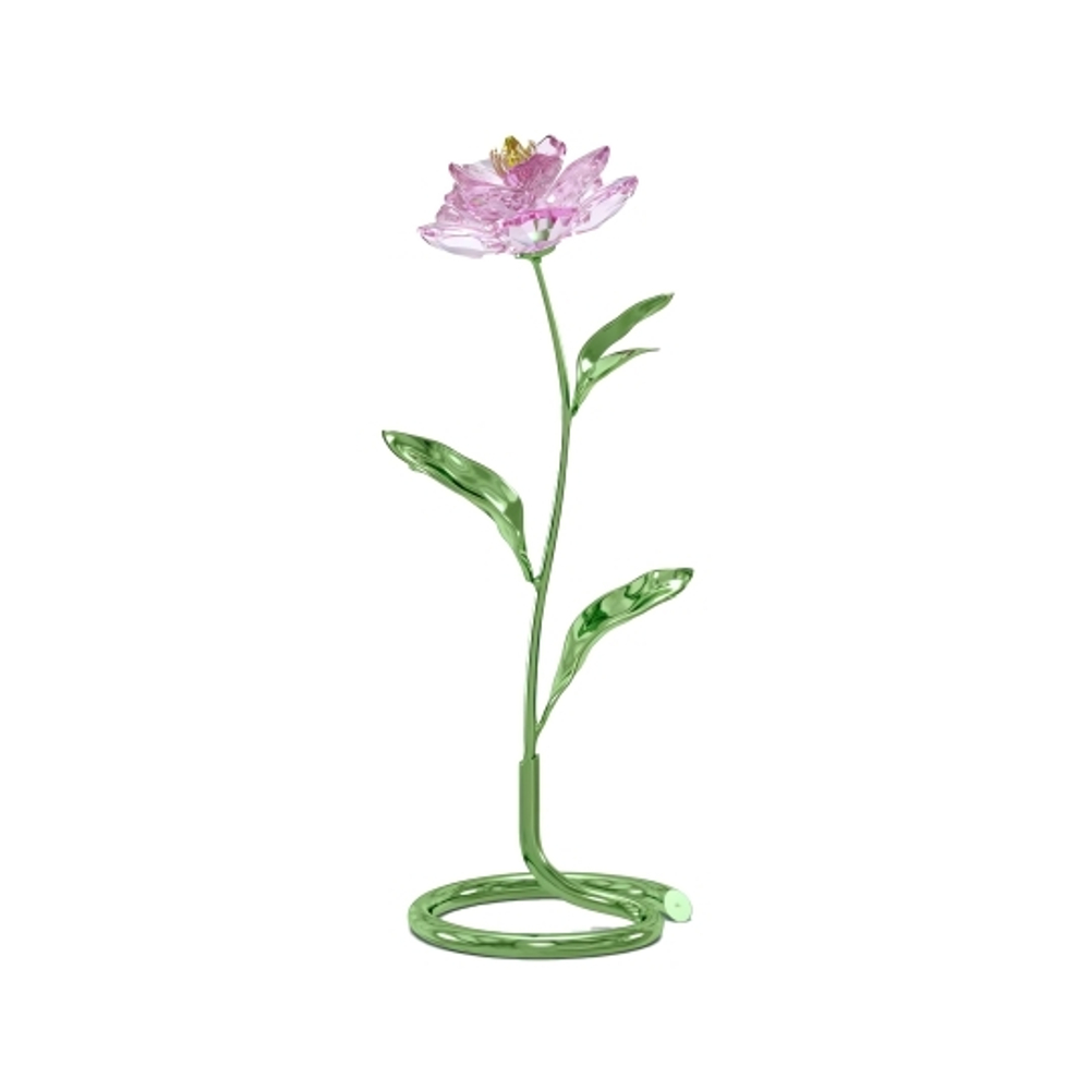 FLORERE:PEONY