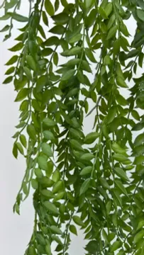 Ветка Рускус Иглица ампельная