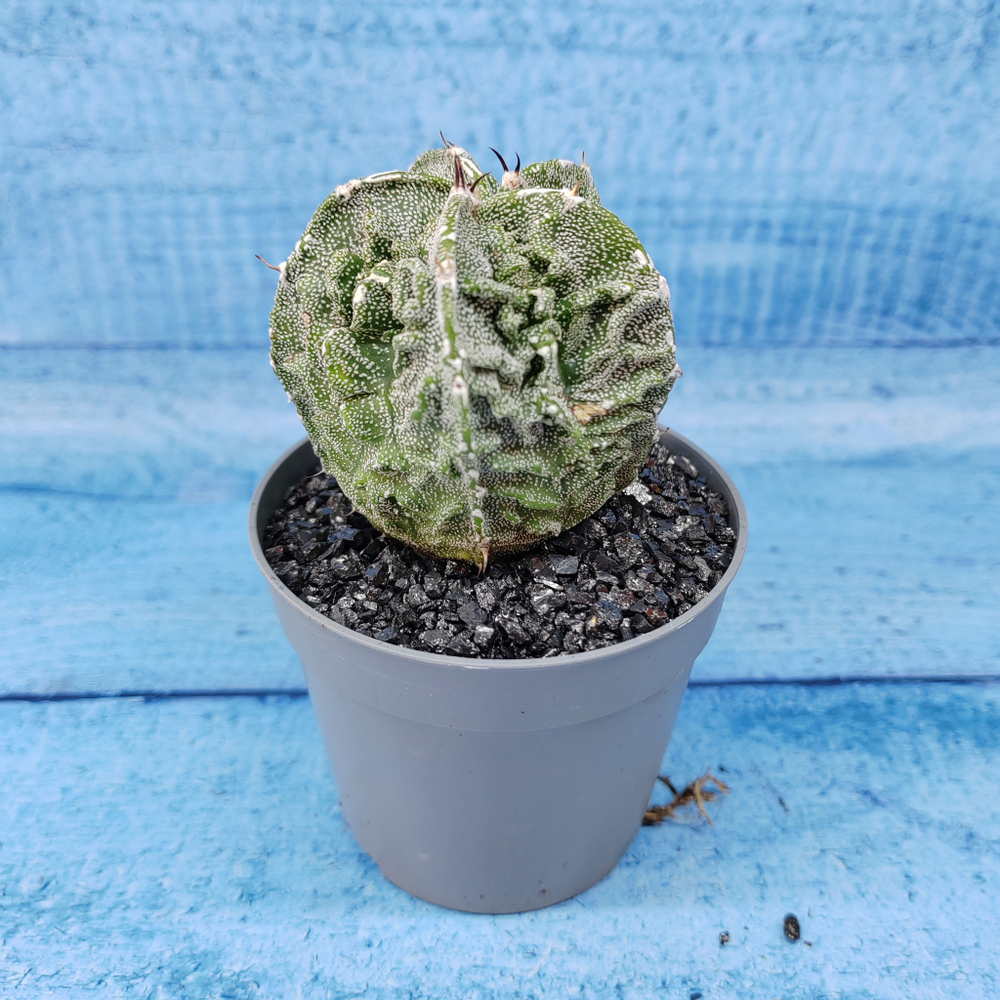 Astrophytum Myriostigma cv. Fukuryu (Астрофитум)