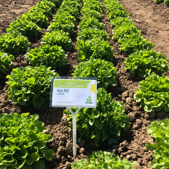 Кук семена салата дуболистного (Rijk Zwaan / ALEXAGRO) культура – фото 1