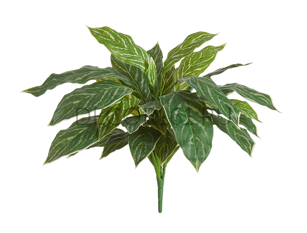 Аглаонема Страйпс куст бело-зелёный в-47 см, д-60 см (Sensitive Botanic) 12/96 20.1156N