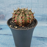 Gymnocalycium T-Rex Pink hybride (Гимнокалициум T-rex)