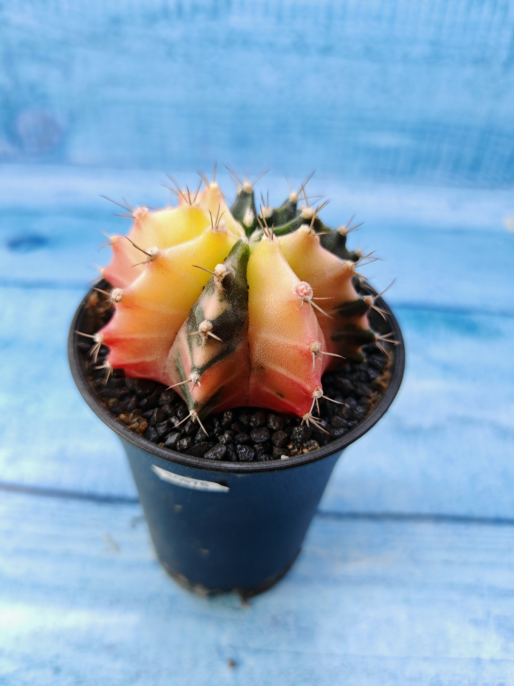 Gymnocalycium Variegata (Гимнокалициум Вариегатный)