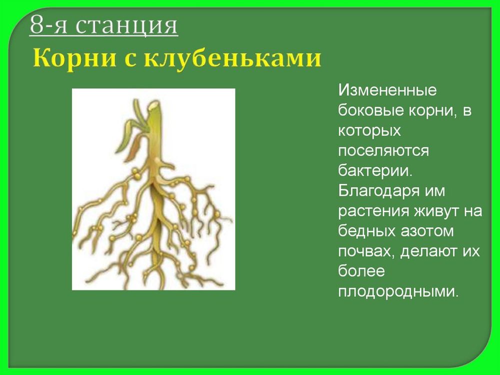 Влажный препарат Корень бобового растения с клубеньками — купить по ФГОС | Учебный стандарт