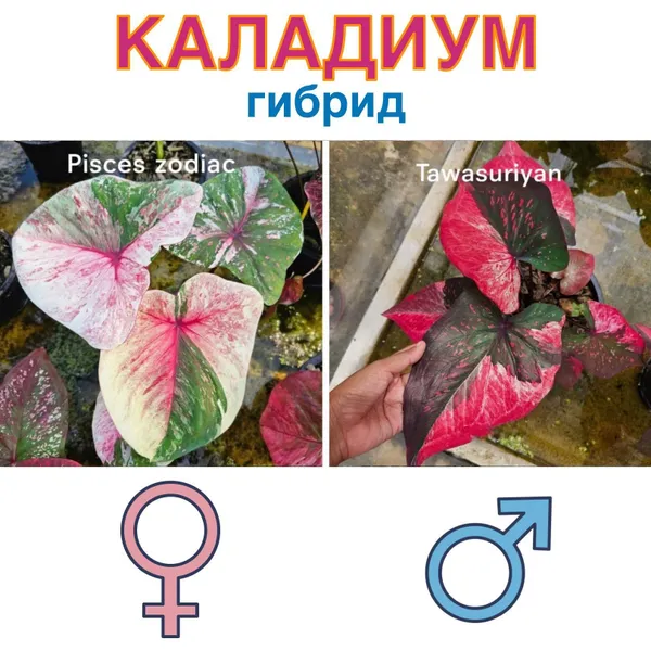 Каладиум гибрид Pisces zodiac x Tawasuriya семена 5 штук