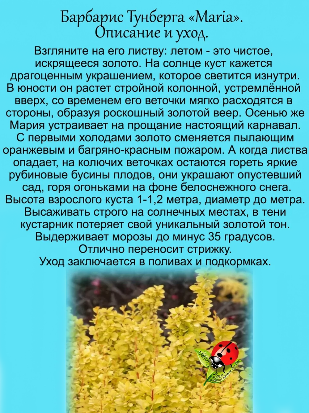 Барбарис Тунберга Мария золотой