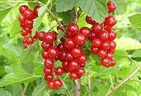 Смородина (окс)
