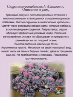 Седум многостебельный Сахалин очиток розовый