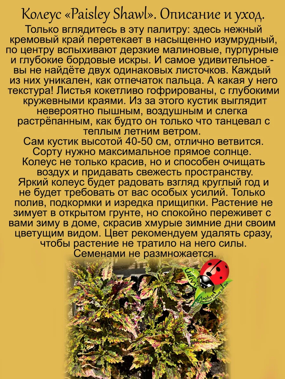 Колеус Пёстрая шаль вегетативный