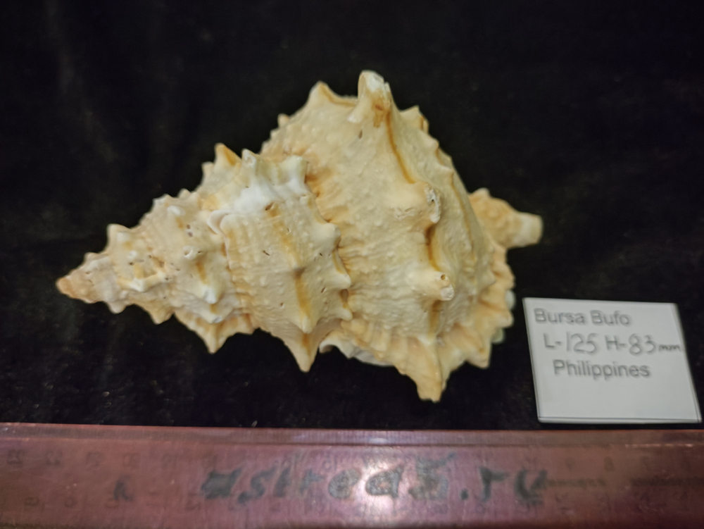 Бурса Буфо лисcоcтома 115-125 мм