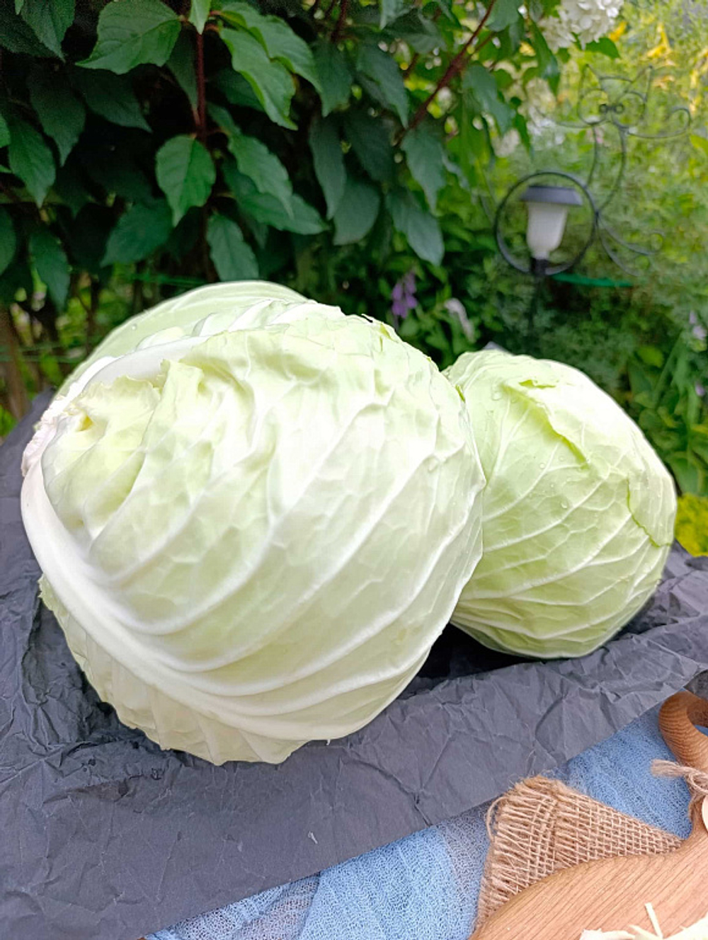 Капуста белокочанная, ферма Лебедь, ~2 кг (стоимость указана за 2 кг, вес может отличаться)