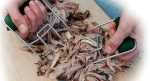 Коготь стальной для приготовления Тартар, комплект из 2шт. (Big Green Egg)