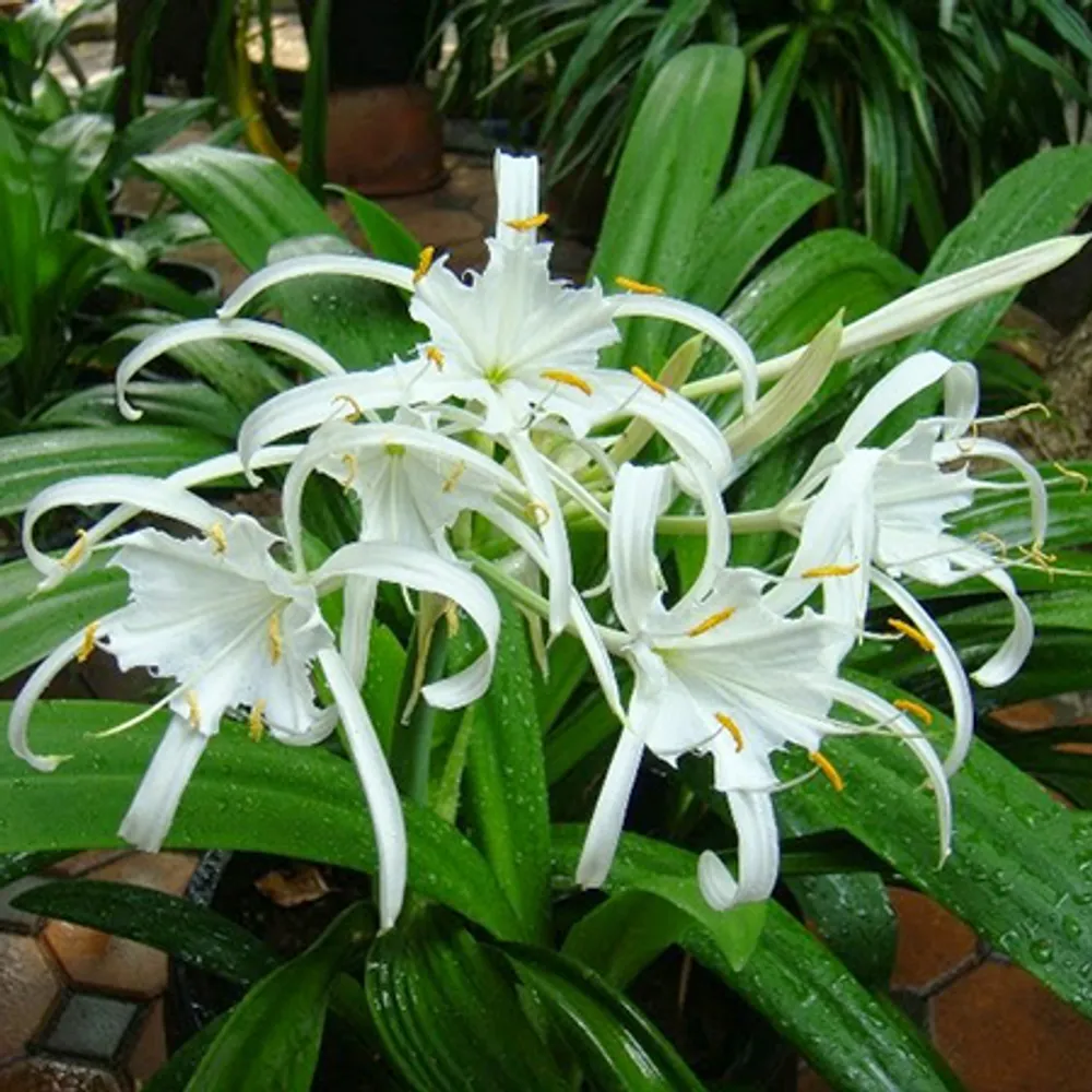Панкраций Цейлонский Pancratium zeylanicum луковица 1 шт