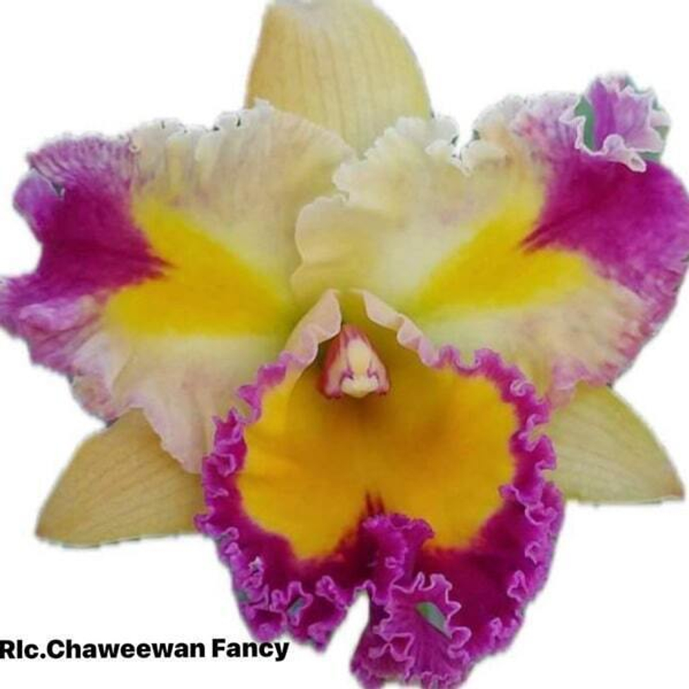 Орхидея ринхолелиокаттлея RLC. CHAWEEWAN FANCY