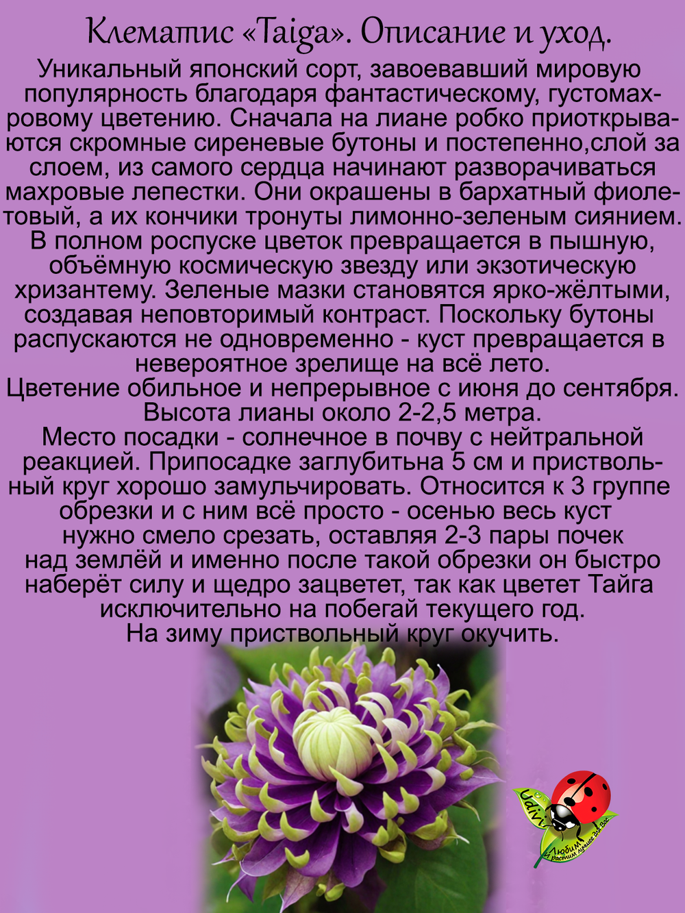 Клематис Тайга махровый
