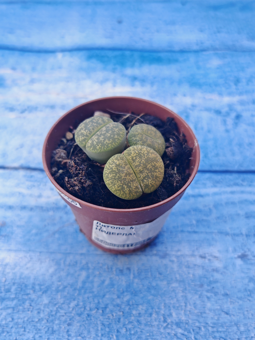 Lithops sp. (Литопсы)