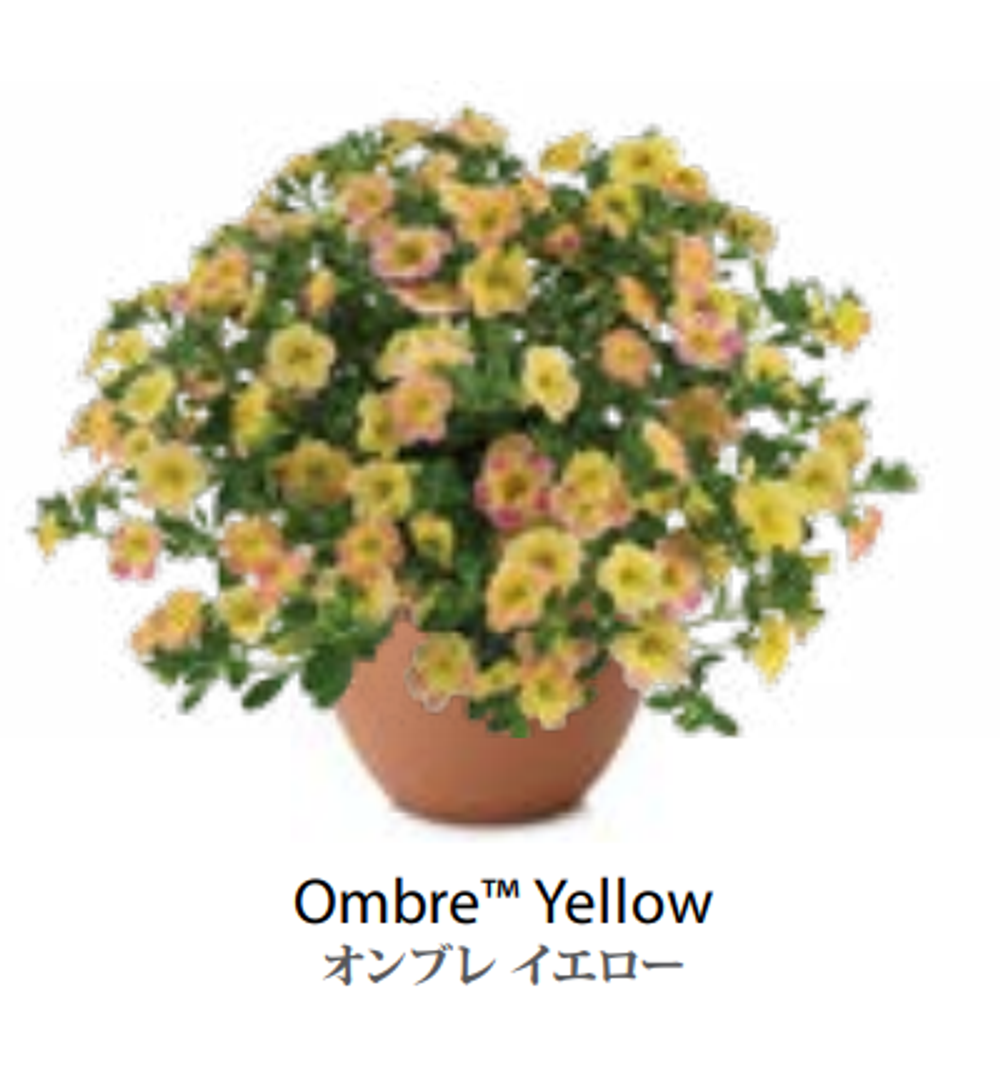 ЕВРО Calibrachoa Ombre Yellow укорененный черенок февраль 26 DAN