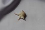 Морская ракушка Куриная нога (Aporrhais pesgallinae) 3,2 см.