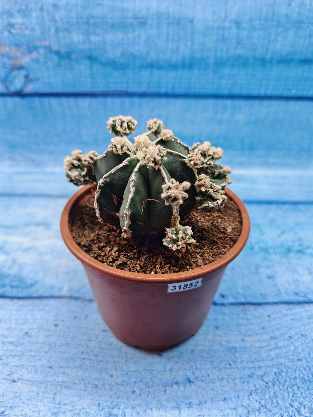 Astrophytum Myriostigma "Hakujo Fukuryu" (Астрофитум)