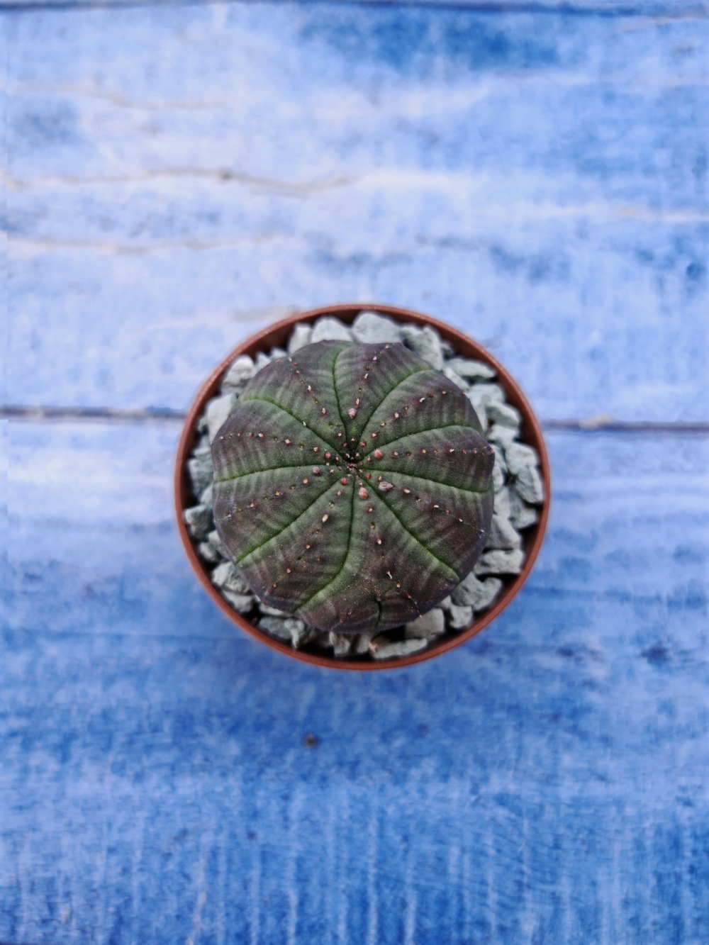 Euphorbia Obesa (Эуфорбия)