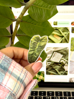 Стикерпак "Фикусы" 🌱