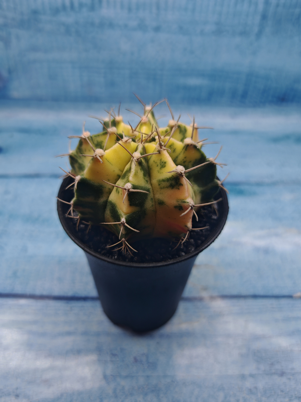 Gymnocalycium Variegata (Гимнокалициум Вариегатный)