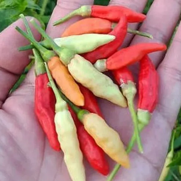 Перец чили Короткий Карен — семена, 10 шт.