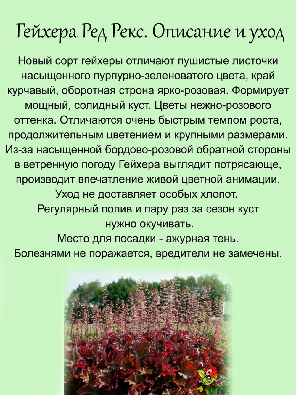 Гейхера Ред Рекс красно-бордовая крупная многолетняя