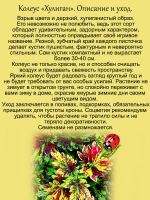 Колеус Хулиган вегетативный