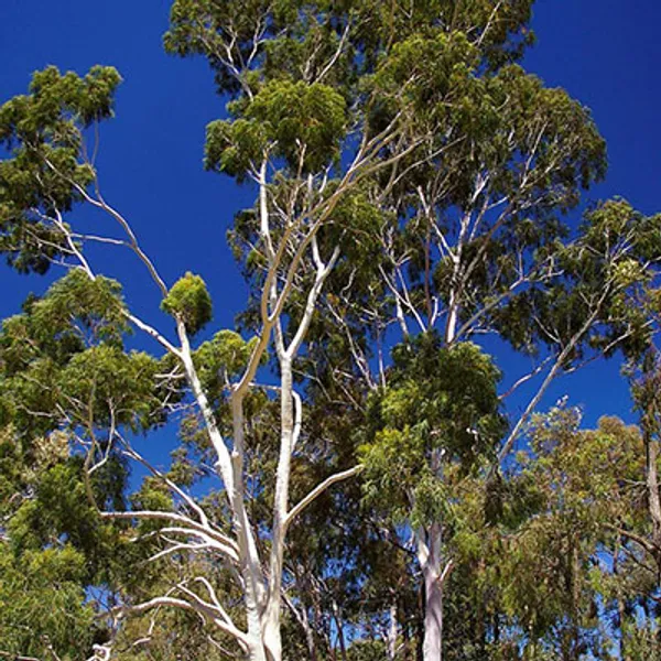Эвкалипт Лимонный (Eucalyptus Corymbia Citriodara) семена