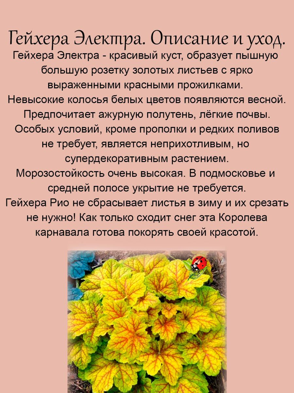 Гейхера Электра яркая многолетняя