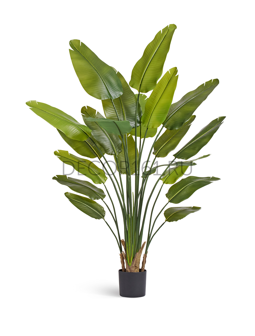 Стрелиция New Style зелёная в-180 см (20 листов) (Sensitive Botanic) 2/2 10.072436N
