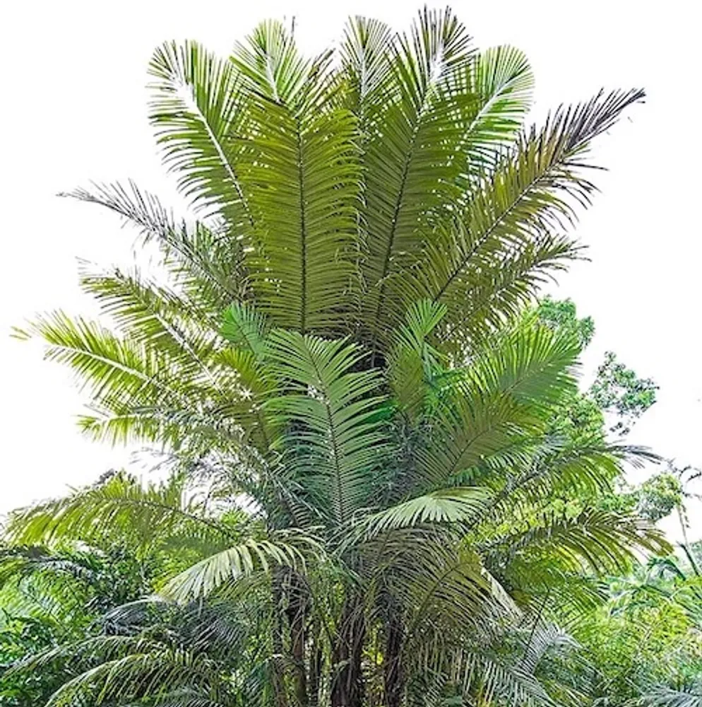 Аренга (Arenga obtusifolia) семена 3 шт