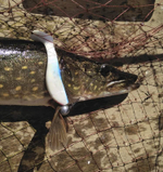 Мягкая приманка риппер FishingFever 7,5cm, 6,9g,2 уп по 5 шт