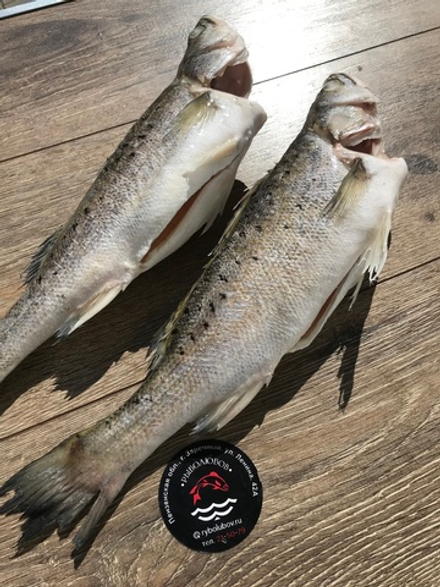 Окунь Сузуки Морской Крупный