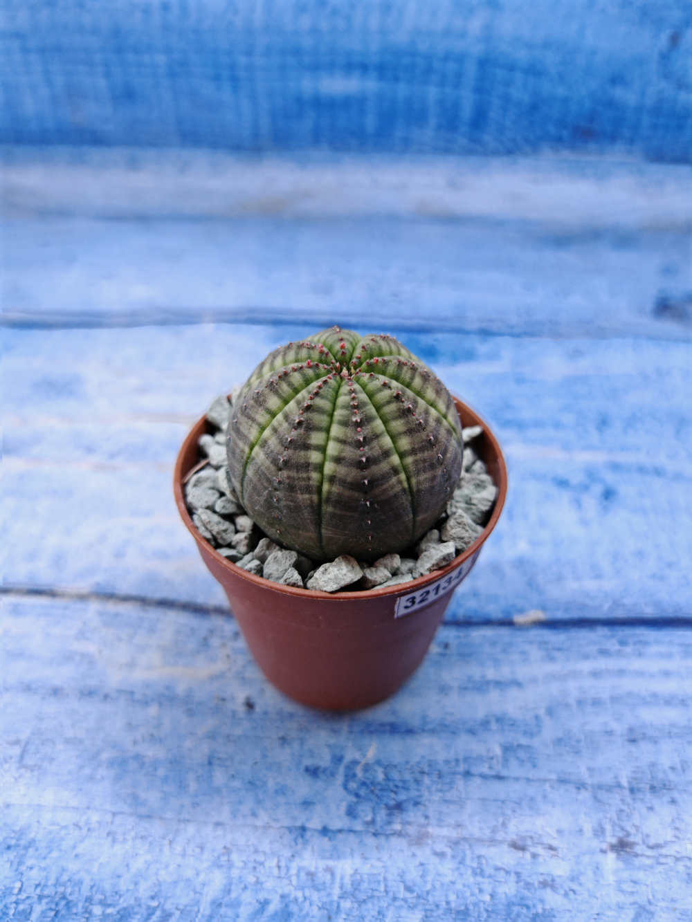 Euphorbia Obesa (Эуфорбия)