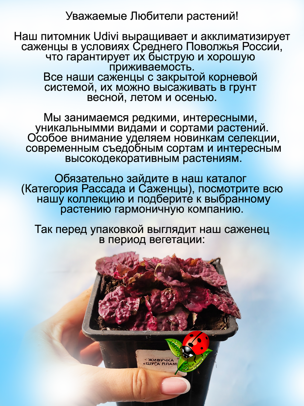 Живучка Шуга плам розовая Аюга многолетник
