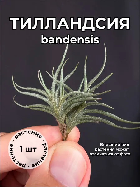 Тилландсия Банденсис (Tillandsia bandensis)